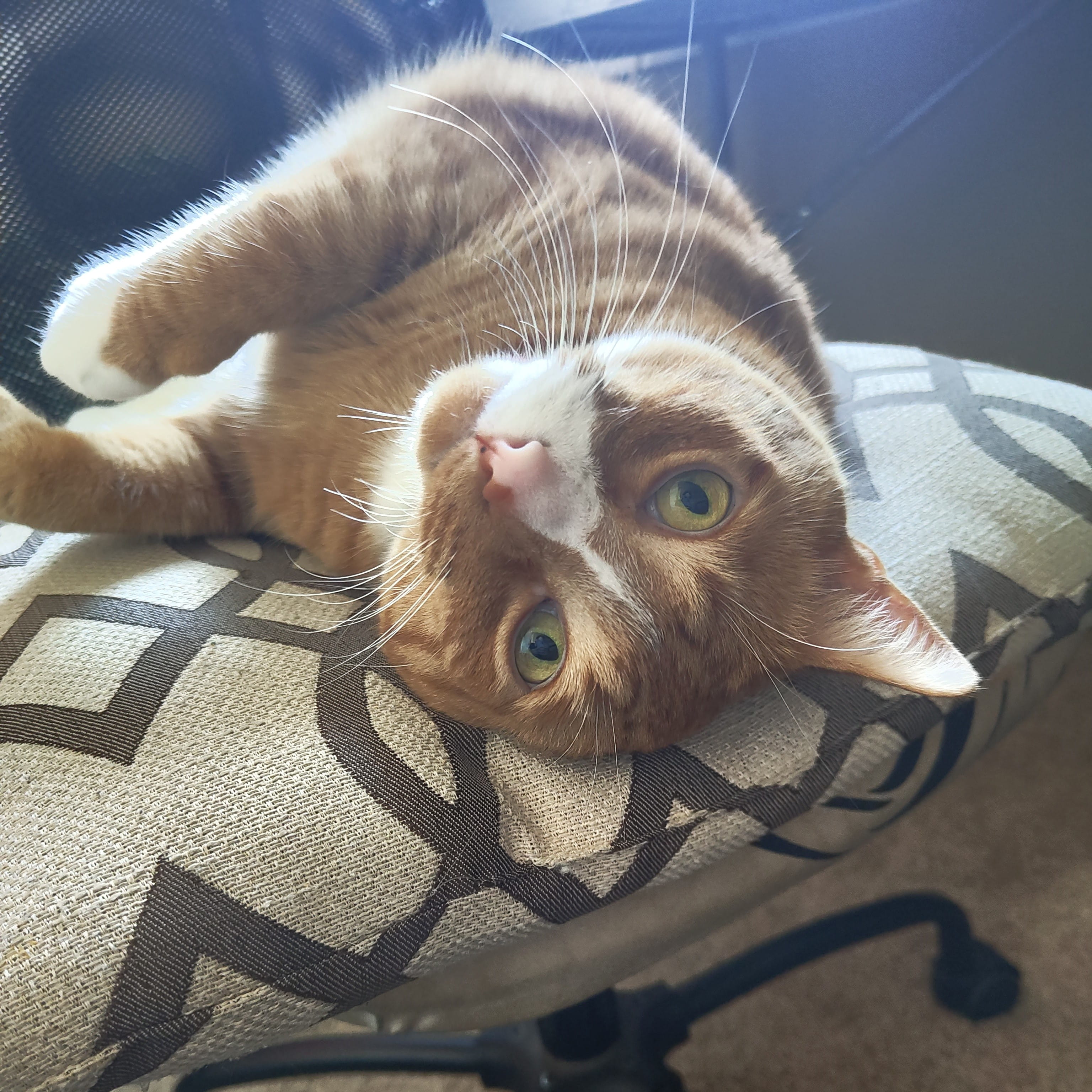 A striped orange cat with white socks and a love of rolling around in my chair named Archibold Frederickstein VonMussel Klowsowski DeKestrel III or just Archie.