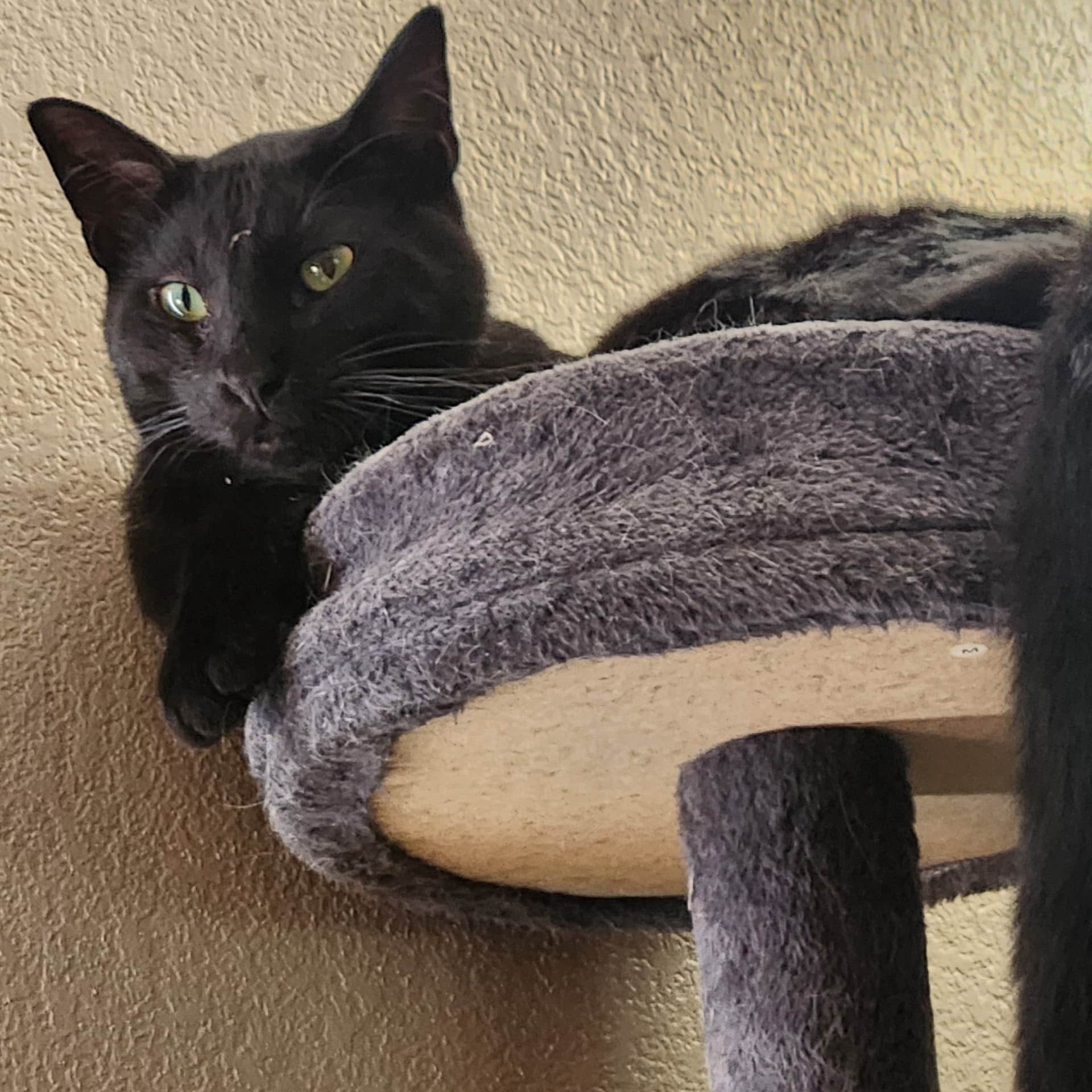 A serious black named Baphomet.
