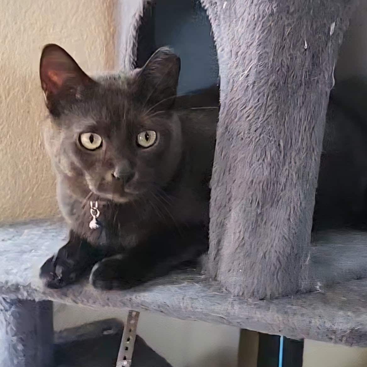 A silly black cat named Blanket.
