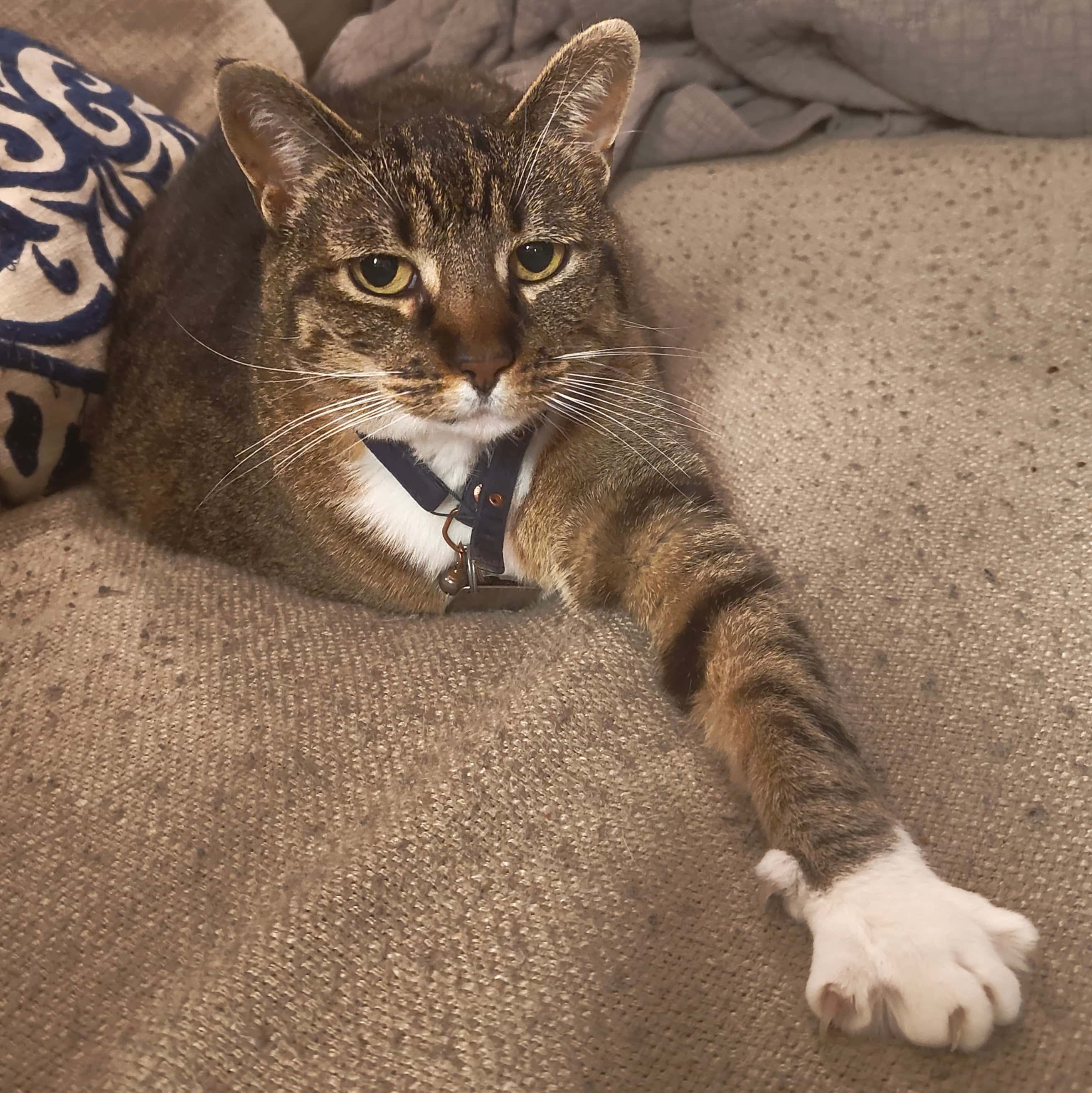A striped grey cat with white socks named Freydis.