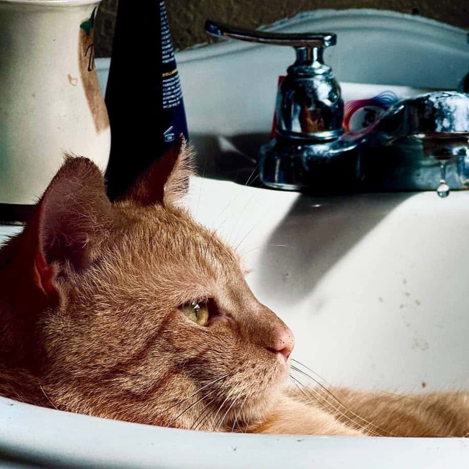 An orange cat named Juicebox.