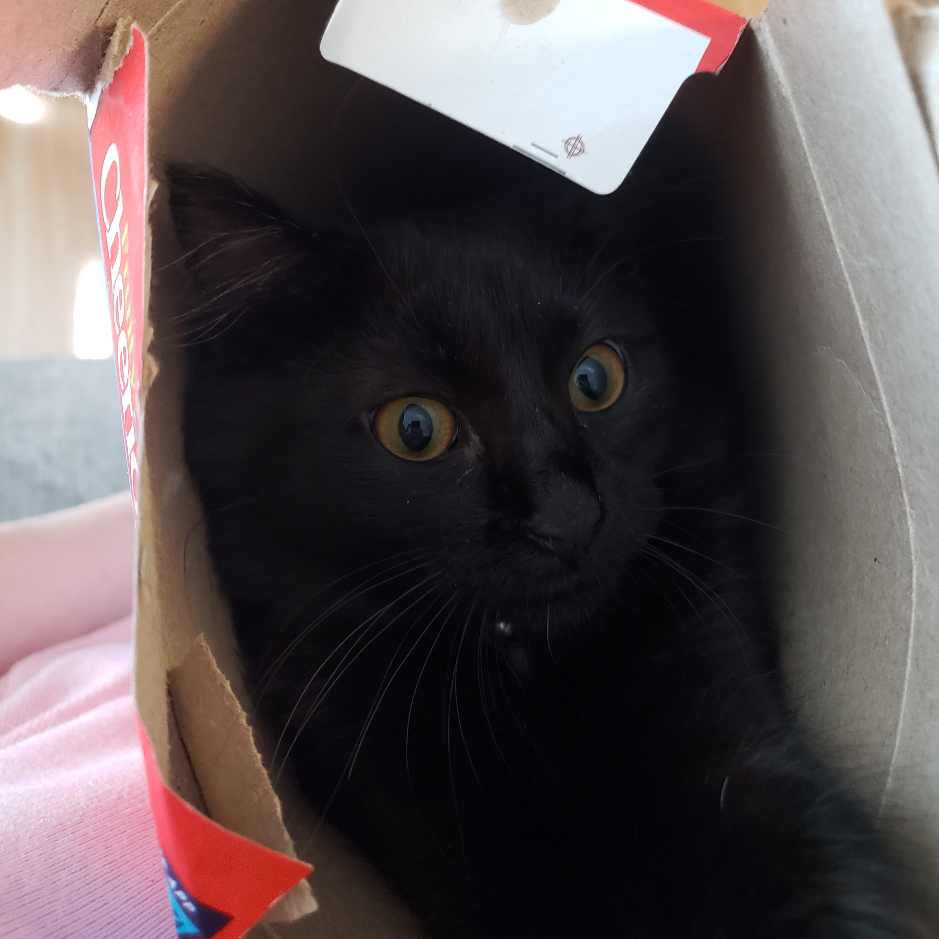A black cat named 'Kat'therine.