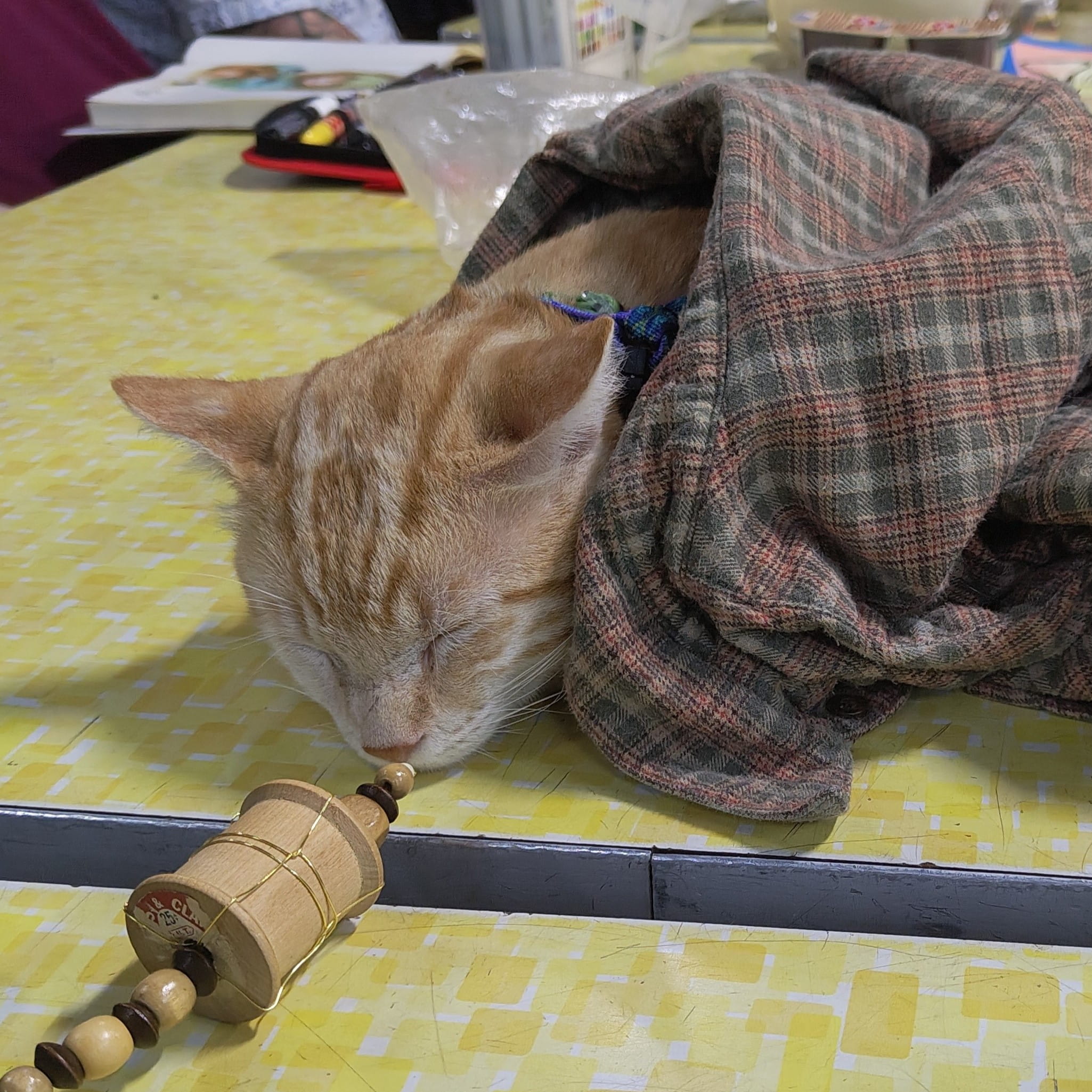 A striped grey, and orange cat named Nandor.
