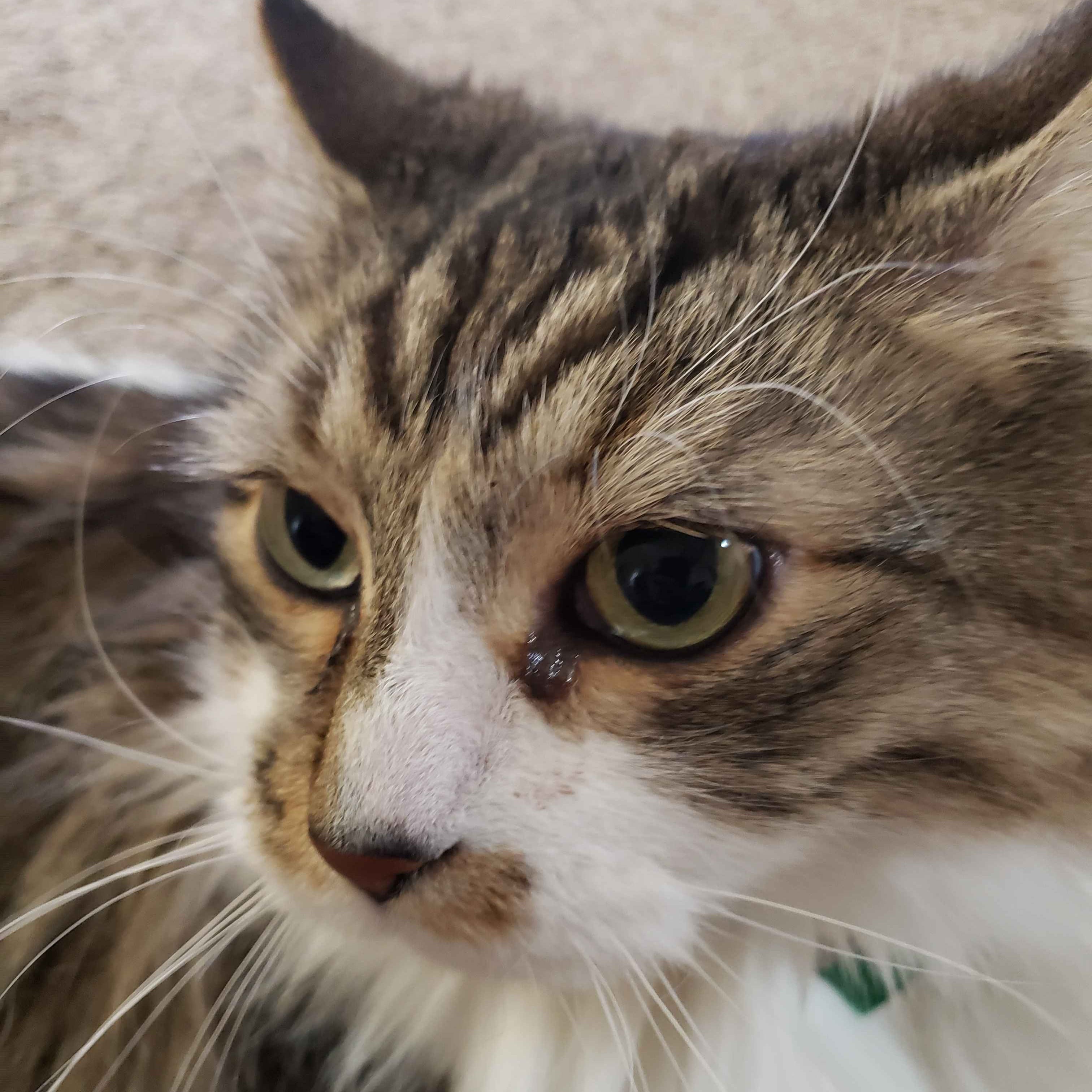 A striped grey, brown, and white cat named Simon.